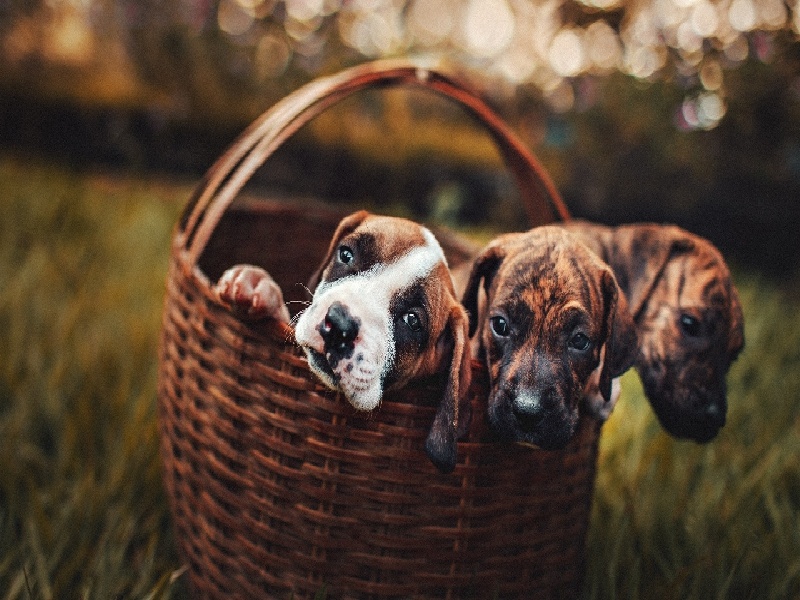 试管移植的内膜标准(人流多久可以试管)